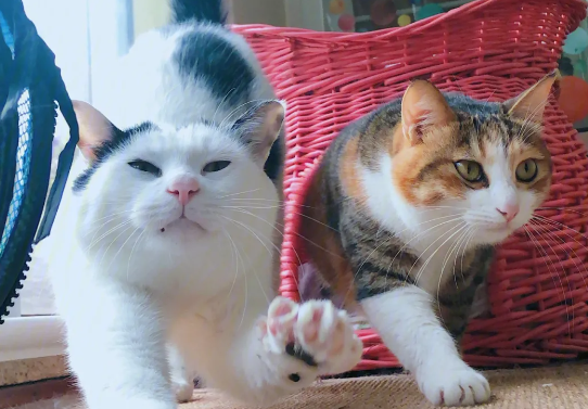 猫咪管家为什么会在门口啊