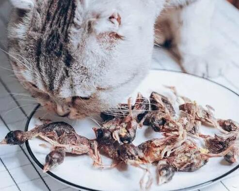 小鹌鹑能天天给猫吃吗 小鹌鹑能天天给猫吃吗