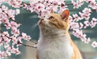 猫怕桃花吗