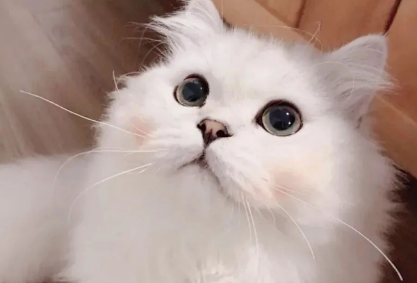 猫咪去美容院的原因是什么 猫咪去美容院的原因是什么