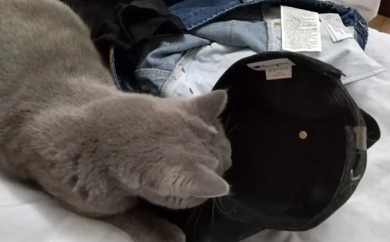 猫咪粘小孩帽子是为什么呢