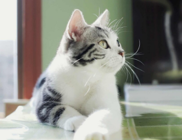 适合学生养的猫便宜点 适合学生养的猫便宜点