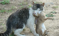 兔子会被猫吃掉吗