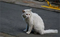 宠物猫丢了还能找回来嘛