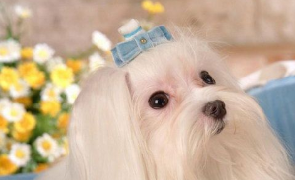 马尔济斯犬感冒吃什么药?速来了解一下吧! 马尔济斯犬感冒吃什么药?速来了解一下吧!