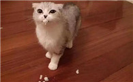 为什么猫咪会吐出虫子来