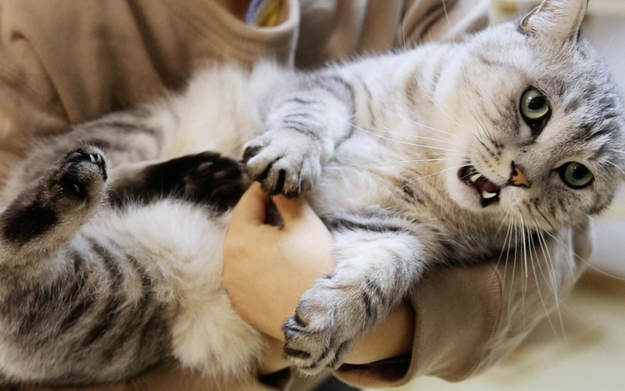 猫不爱让人抱 怎么训练
