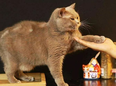 猫咪为什么乱抓乱咬 猫咪为什么乱抓乱咬