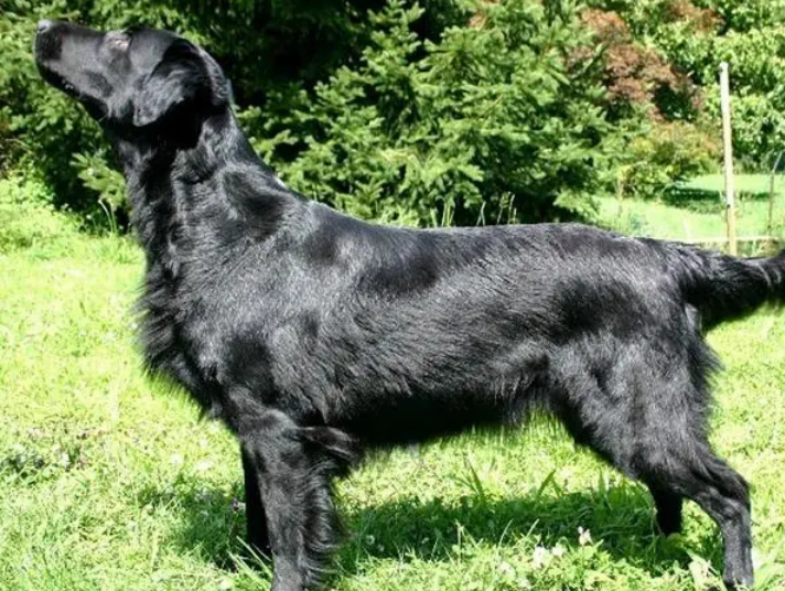 平毛寻回猎犬肠胃不好吃什么?我来教你呀~ 平毛寻回猎犬肠胃不好吃什么?我来教你呀~
