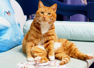 猫咪为什么打牌会叫呢