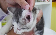 猫耳螨上完药都爬出来了