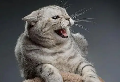 猫咪半夜为什么要叫唤一下呢 猫咪半夜为什么要叫唤一下呢
