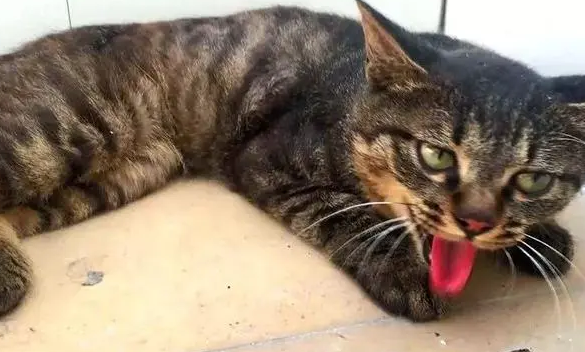 猫干呕一抽一抽但没吐东西