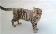 土猫可以发腮吗？怎么做能让它发腮？