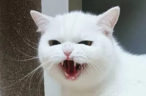 猫咪牙齿为什么不是圆的呢