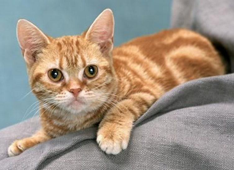 猫咪为什么讨人喜欢