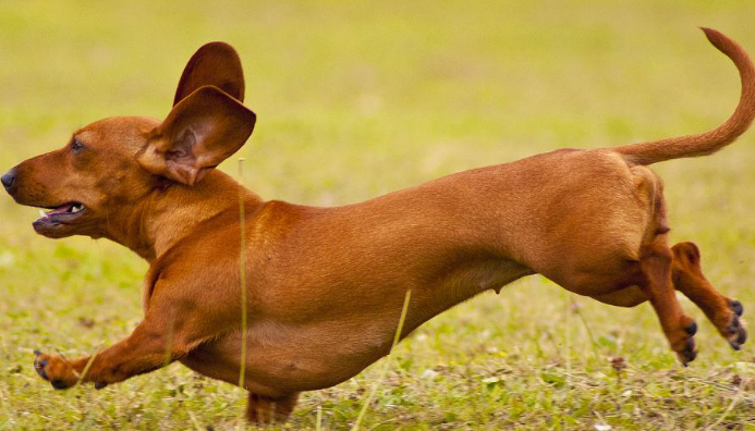 迷你腊肠犬优缺点是什么?来了解下吧 迷你腊肠犬优缺点是什么?来了解下吧