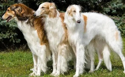 苏俄猎狼犬异食癖怎么治疗？宠主可以了解一下！