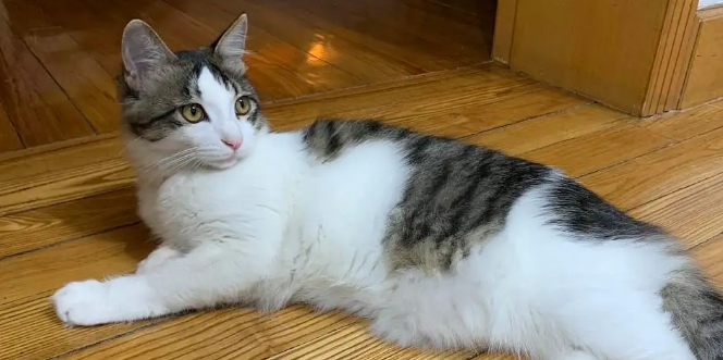 狸花猫寿命一般多少年？大家一定要好好珍惜！