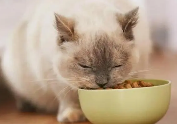 猫咪生病可以吃饭吗为什么呢