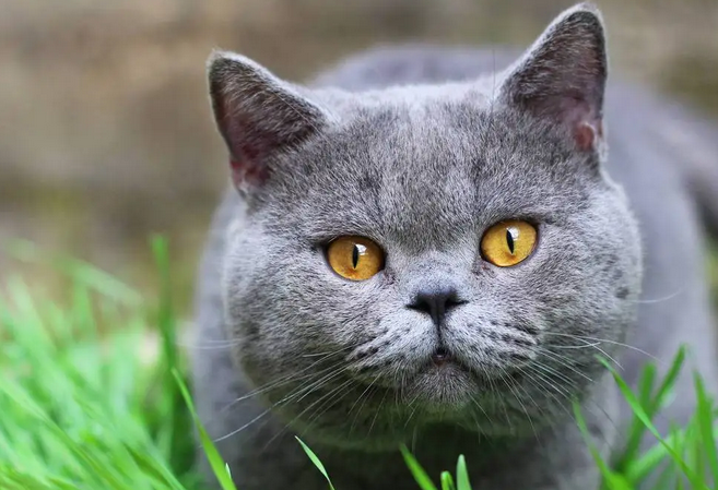 十天后猫没死人安全吗 十天后猫没死人安全吗