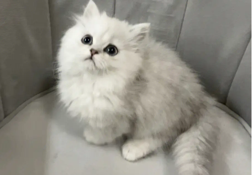 金吉拉猫难产怎么办?主人能做什么? 金吉拉猫难产怎么办?主人能做什么?