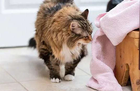 猫闻到姨妈味会怎么样