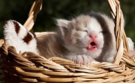 猫一般在几点分娩