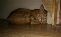 猫在小房间里会憋坏吗