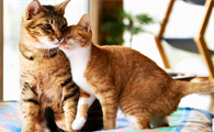 猫配成功后立马不叫了吗