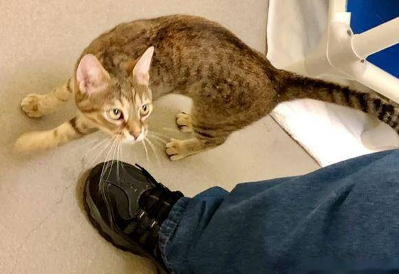猫粘陌生人是什么征兆