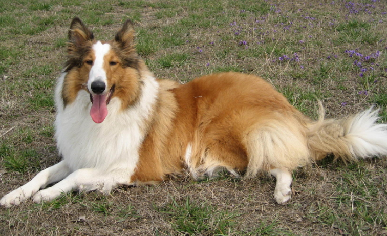苏格兰牧羊犬怎么训练随行？不知道的来看看