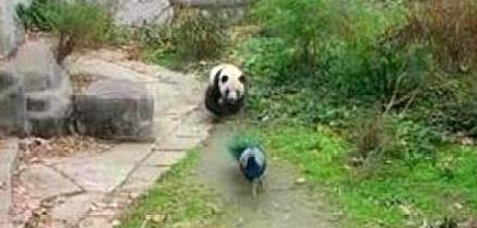 孔雀见熊猫闷闷不乐，便上前“调戏”它