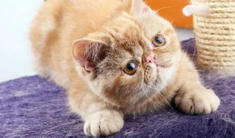 加菲猫拉稀怎么办？具体看这里！