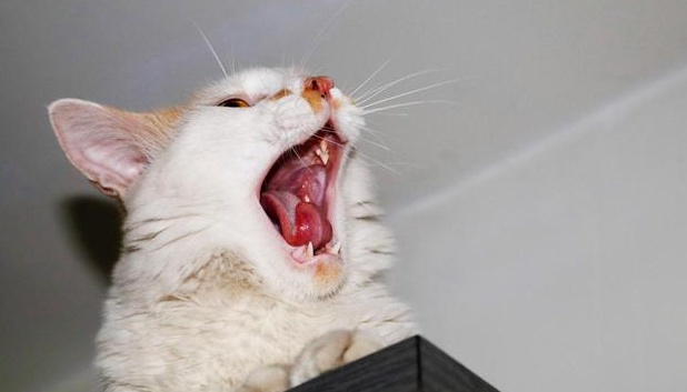 猫咪溃疡为什么反复出现溃疡
