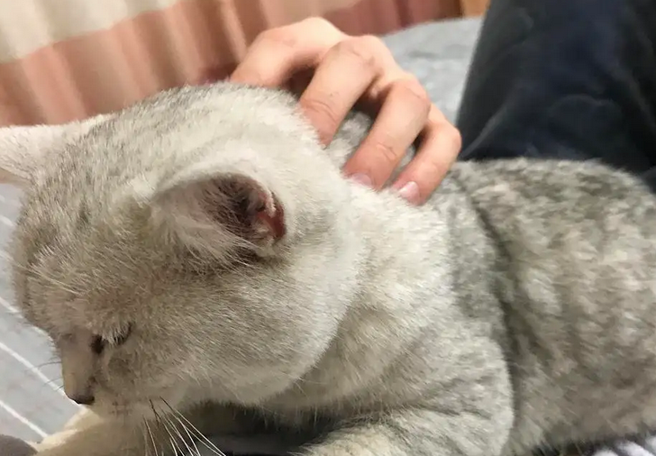 为什么我家猫很怕人