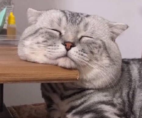 猫咪脖子很累是为什么原因 猫咪脖子很累是为什么原因