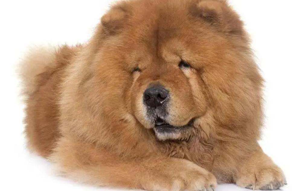 松狮犬有眼屎怎么回事?你一定没想到 松狮犬有眼屎怎么回事?你一定没想到
