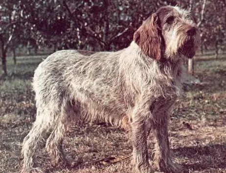 史毕诺犬产后怎么护理?来这里看看吧 史毕诺犬产后怎么护理?来这里看看吧