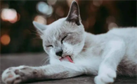猫咪为什么老是发出呼呼的声音