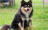 芬兰拉普猎犬怎么刷牙？具体步骤是？