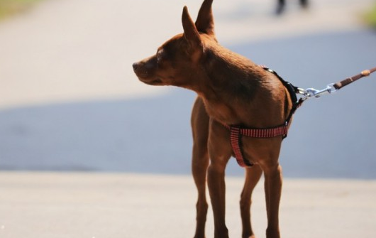 迷你杜宾犬与小鹿犬是一个品种吗？看下面就明白了