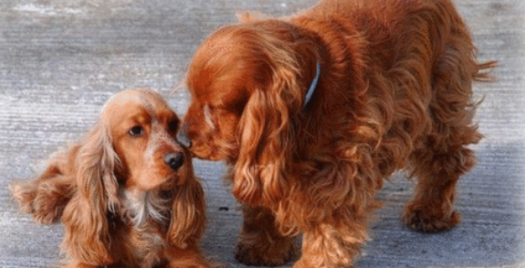 英国可卡犬怎么美容?你了解过没? 英国可卡犬怎么美容?你了解过没?