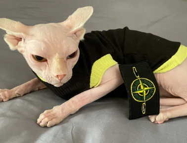斯芬克斯猫天冷了会不会长毛，看这里~