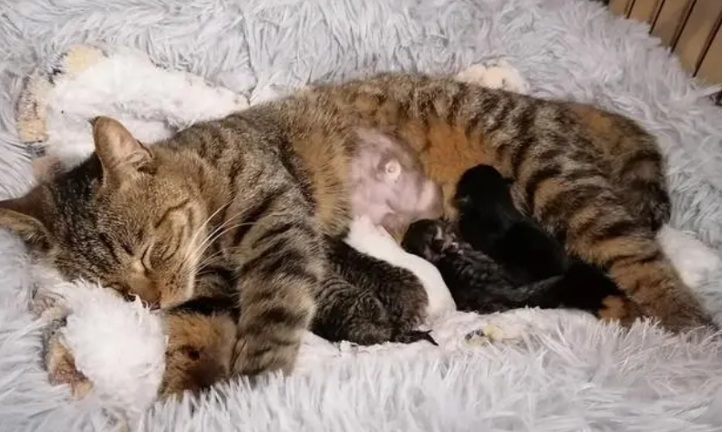 猫咪怀孕会瘦嘛为什么 猫咪怀孕会瘦嘛为什么