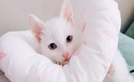 猫咪生活用品
