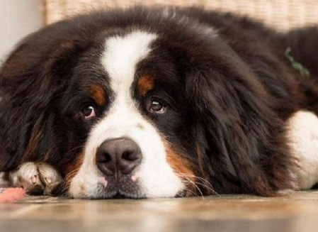 伯恩山犬发烧怎么办?这里有解决办法~ 伯恩山犬发烧怎么办?这里有解决办法~