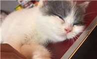 猫咪死了为什么要火化呢图片