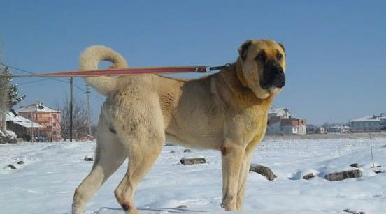 安纳托利亚牧羊犬狗瘟能治好吗？饲主们都看看吧