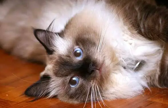 怎么帮伯曼猫接生?铲屎官来学习下吧 怎么帮伯曼猫接生?铲屎官来学习下吧